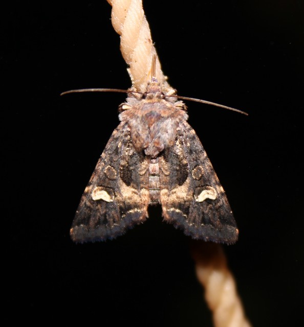 Rileyiana fovea - zörgőbagoly
