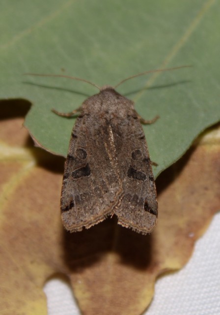 Anchoscelis litura - tarka őszibagoly