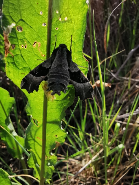 Proserpinus proserpina - törpeszender
