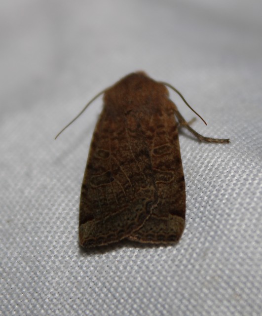 Conistra veronicae - veronika-őszibagoly