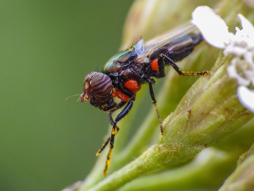 Physiphora alceae
