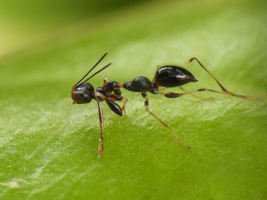 Dryinidae - ollósdarazsak