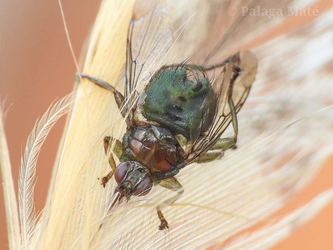 Ornithomyia avicularia - madár-kullancslégy