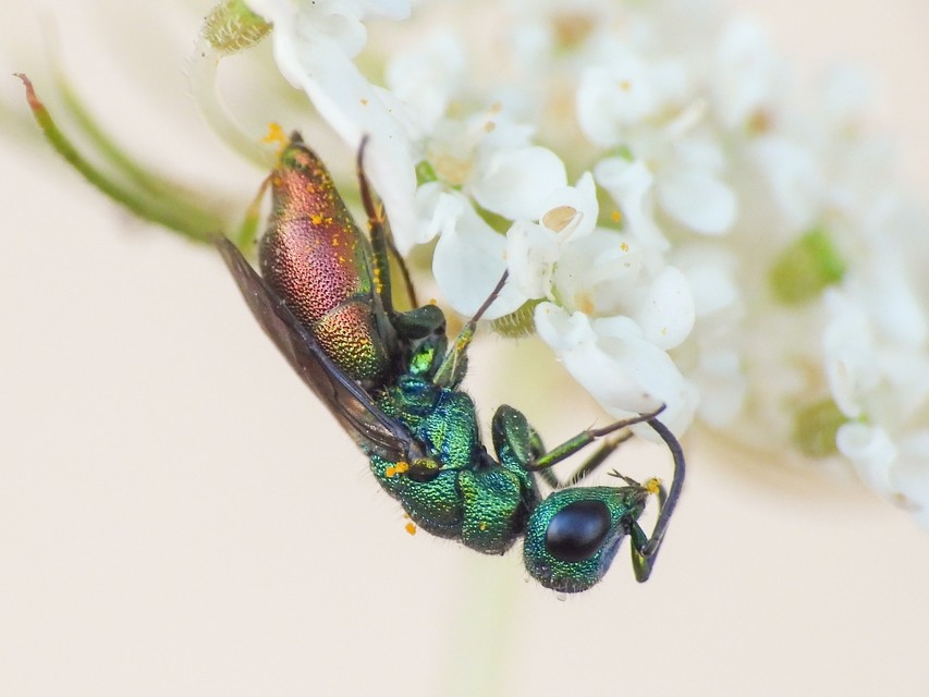 Chrysis millenaris