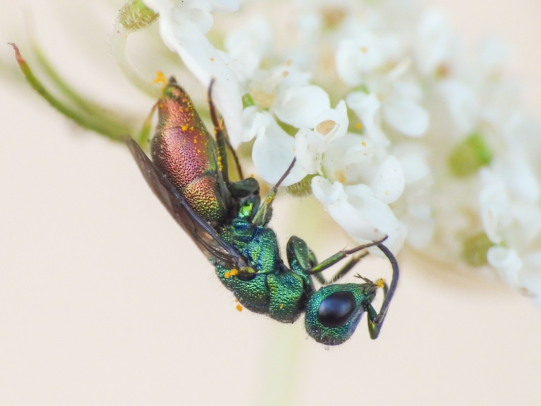 Chrysis millenaris