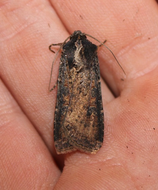 Peridroma saucia - vándor földibagoly
