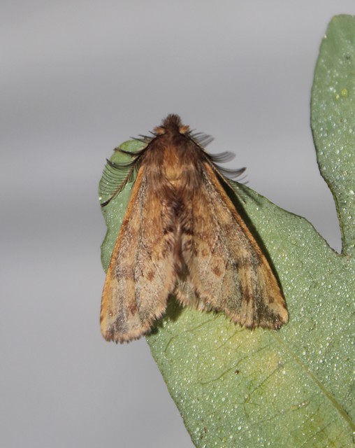 Ptilophora plumigera - tollas púposszövő