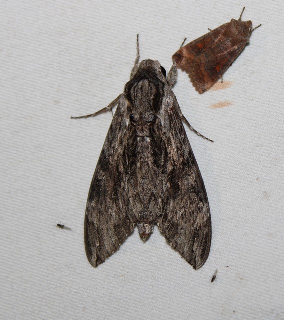 Agrius convolvuli - szulákszender