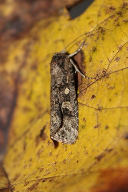 Spodoptera exigua - apró jegyesbagoly