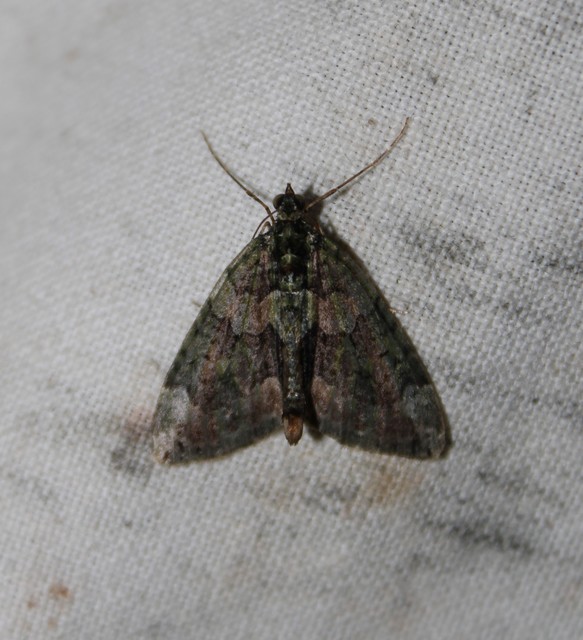Chloroclysta siterata - salátazöld araszoló