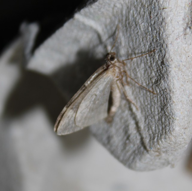 Chloroclysta siterata - salátazöld araszoló