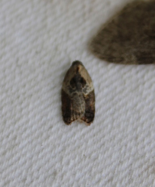 Acleris variegana - tarka levélmoly