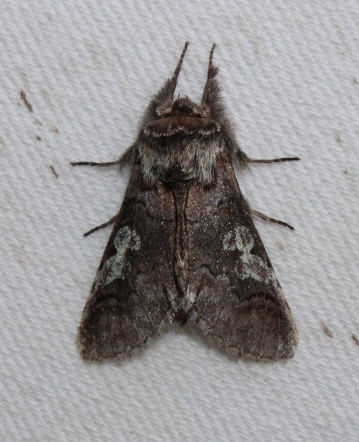 Diloba caeruleocephala - őszi kékesbagoly