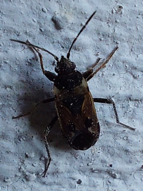 Rhyparochromus vulgaris - közönséges díszesbodobács