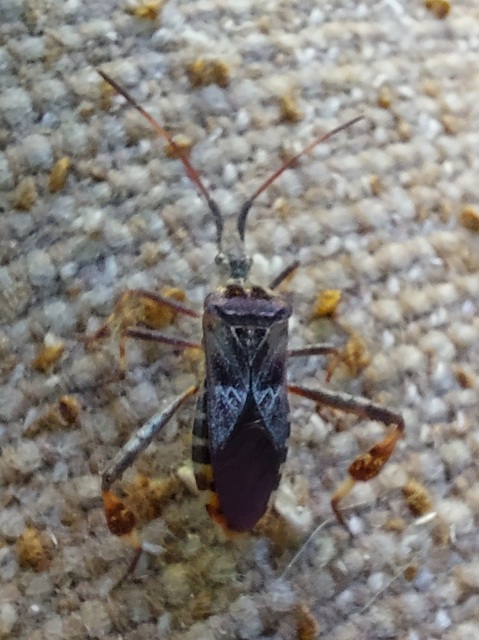 Leptoglossus occidentalis - nyugati levéllábú poloska