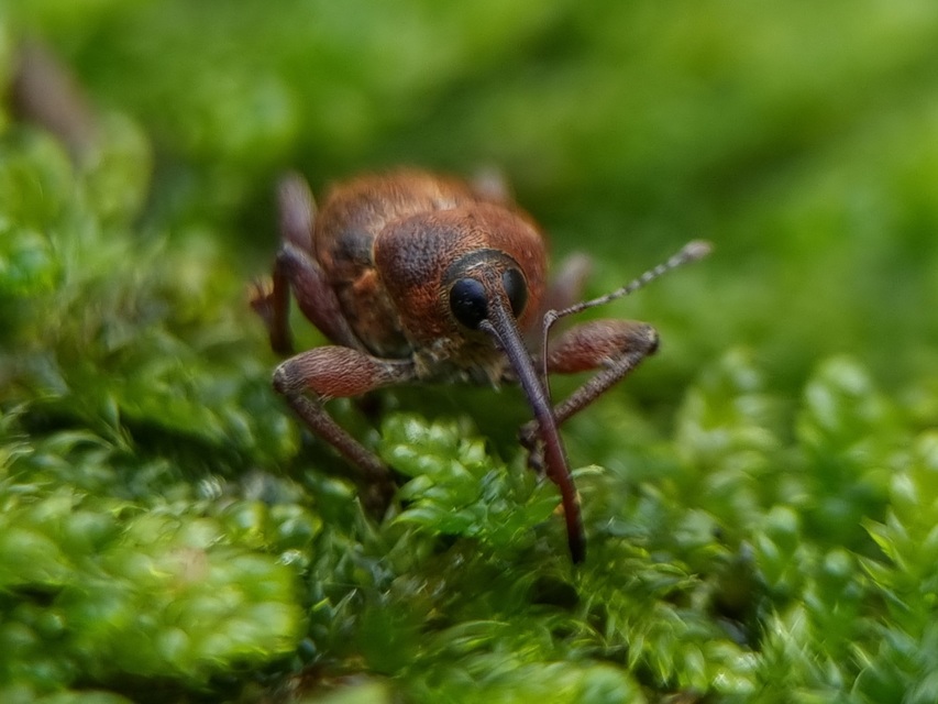 Curculio glandium - tölgymakkzsuzsóka