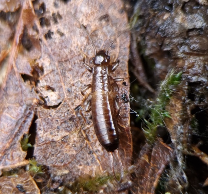 Chelidurella acanthopygia  - erdei fülbemászó