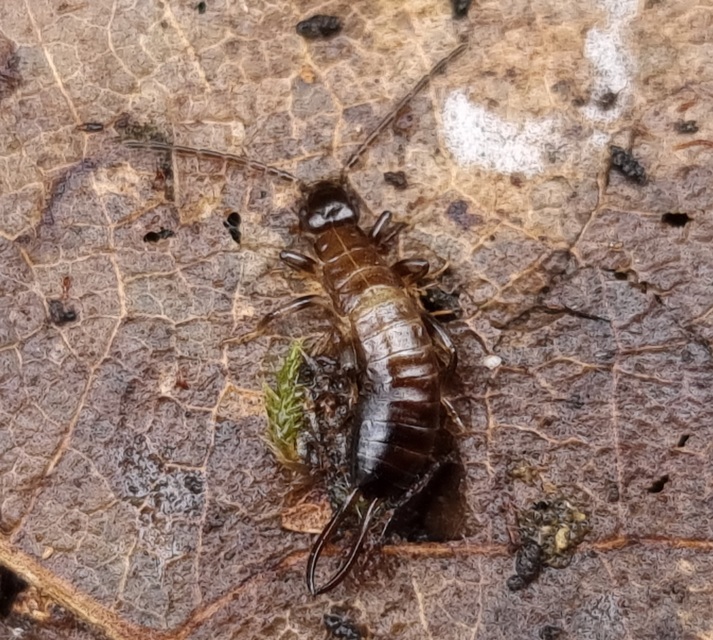 Chelidurella acanthopygia  - erdei fülbemászó