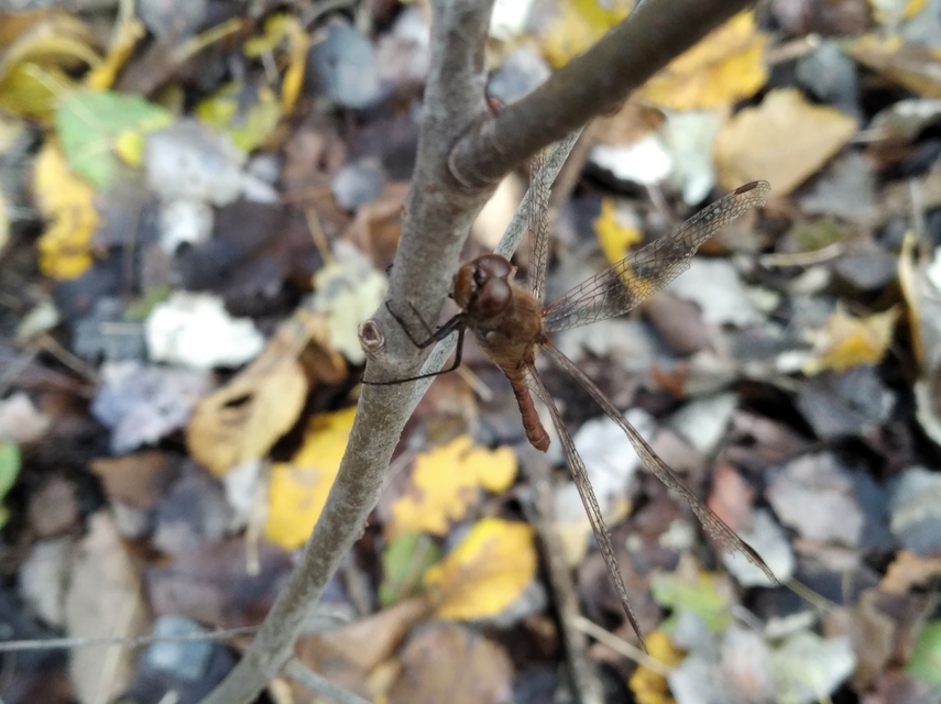 Sympetrum striolatum - harántsávos katona-szitakötő