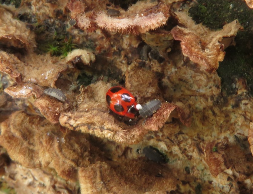 Endomychus coccineus - négypettyes álböde