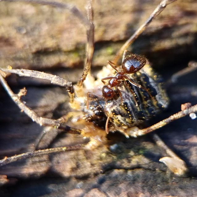 Prenolepis nitens - ragyogóhangya