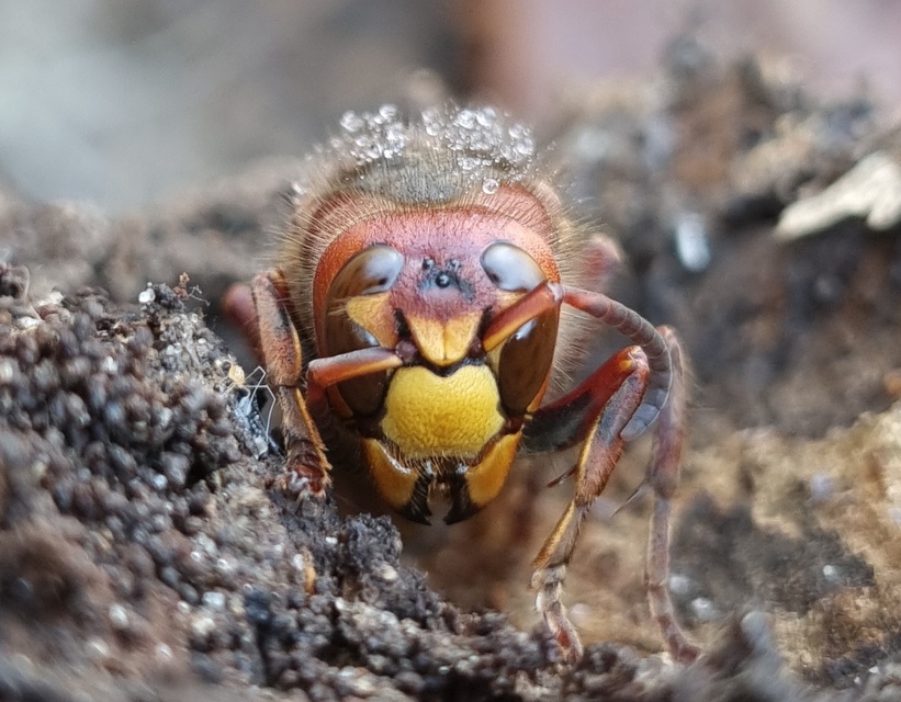 Vespa crabro - lódarázs