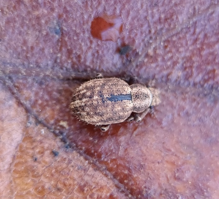 Strophosoma melanogrammum - feketejegyes ormányos
