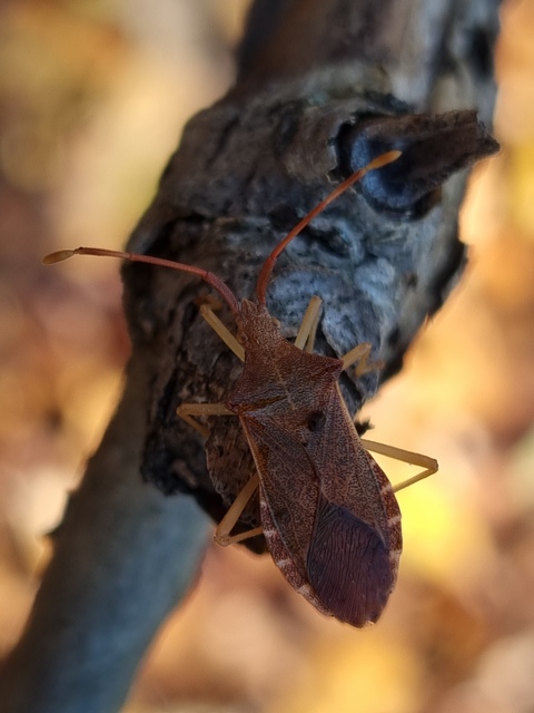 Gonocerus acuteangulatus - aranypetés karimáspoloska