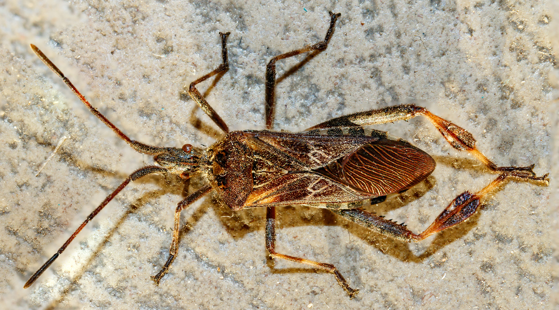 Leptoglossus occidentalis - nyugati levéllábú poloska