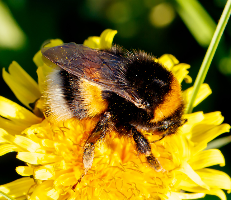 Bombus terrestris/lucorum