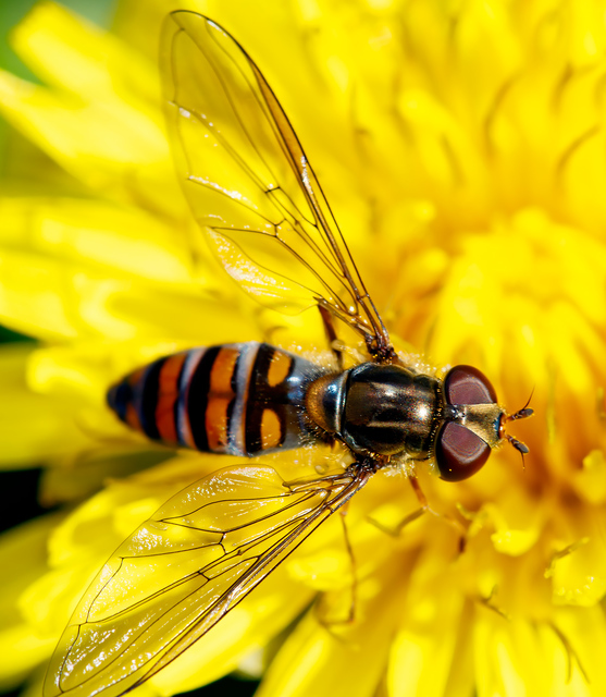 Episyrphus balteatus - ékfoltos zengőlégy