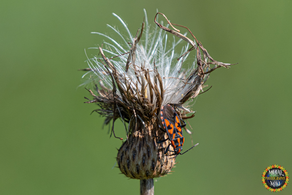 Spilostethus saxatilis - virágbodobács