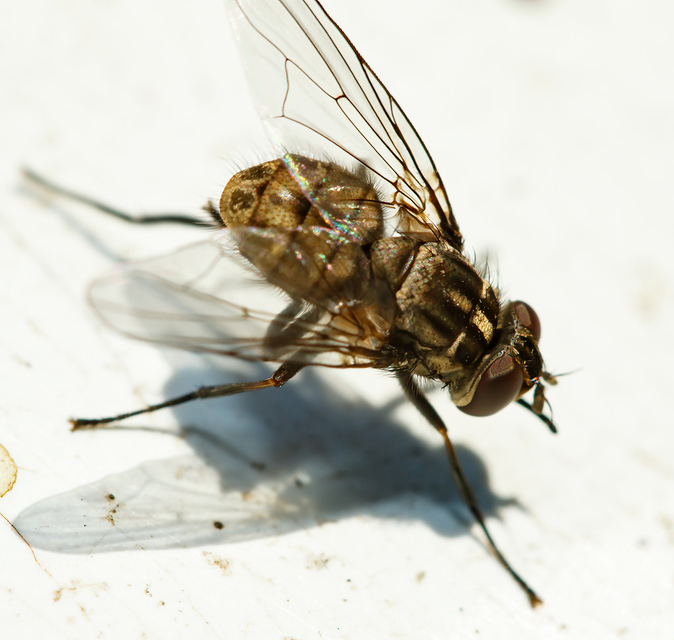 Stomoxys calcitrans - szuronyos istállólégy