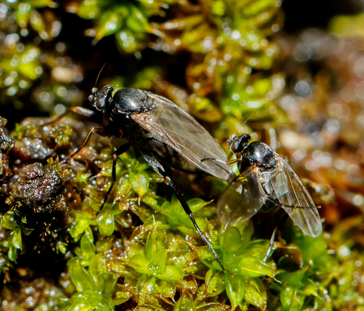 Phoridae - púposlégyfélék