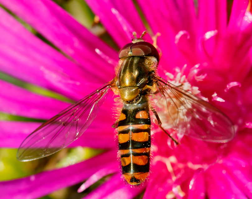 Episyrphus balteatus - ékfoltos zengőlégy