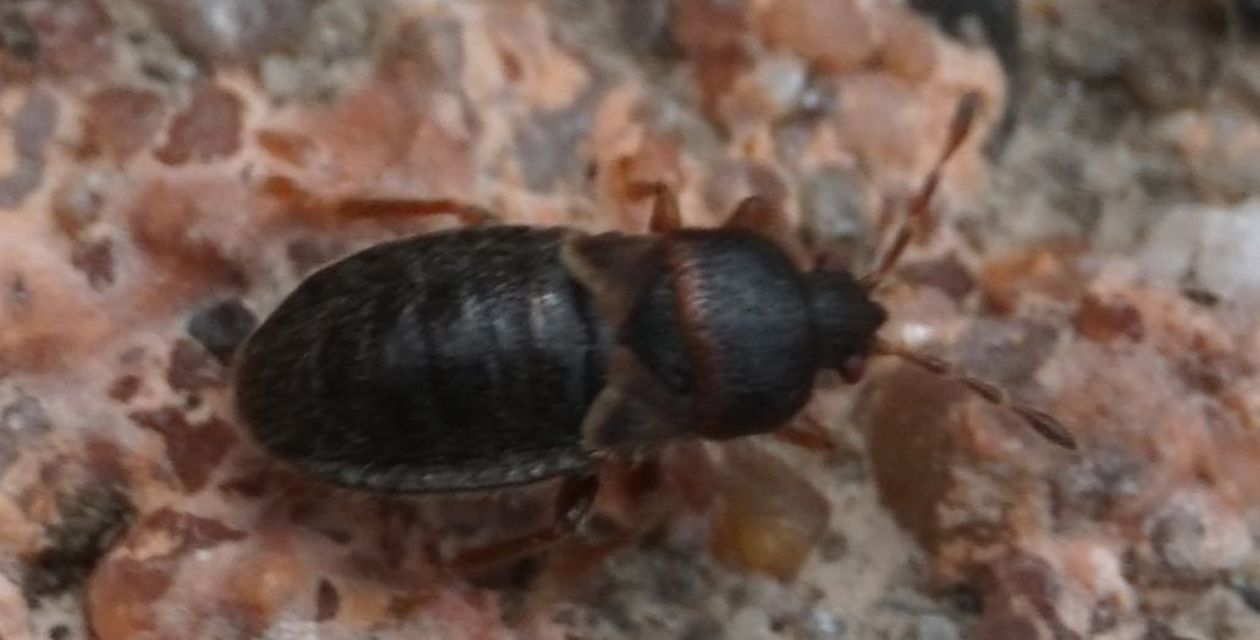 Dimorphopterus doriae - alföldi karcsúbodobács