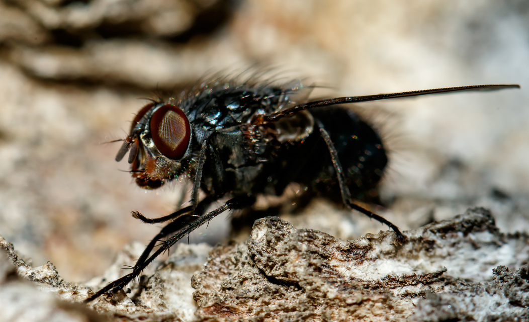 Calliphora vicina - kék dongólégy