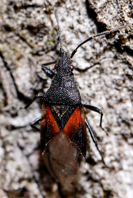 Oxycarenus lavaterae - hársbodobács