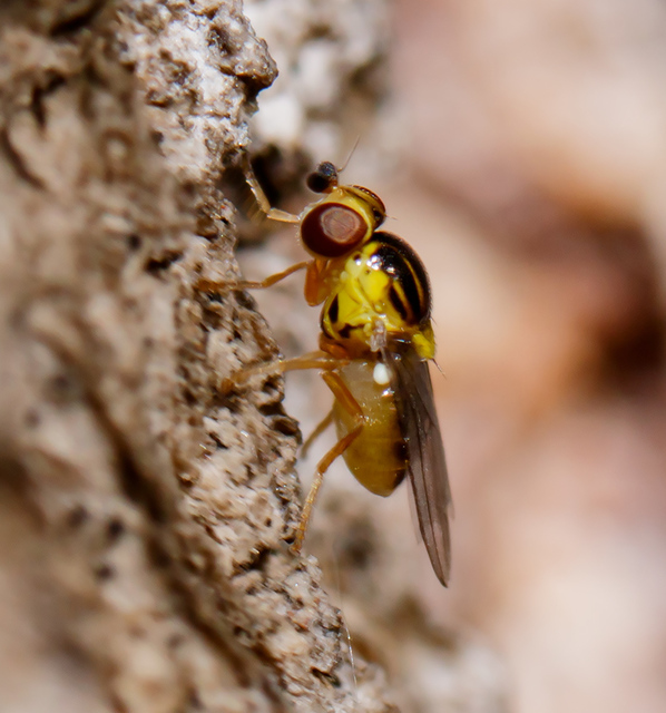 Thaumatomyia