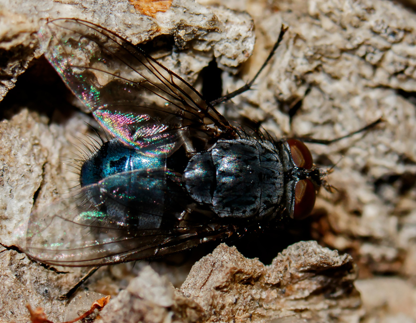 Calliphora vicina - kék dongólégy