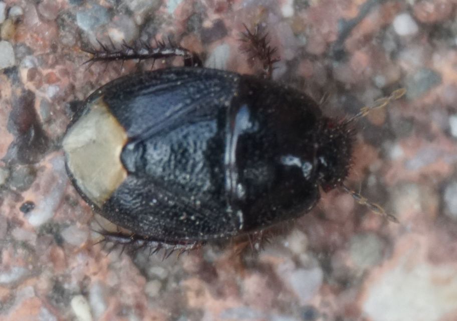 Microporus nigrita - homoki földipoloska Microporus nigrita - homoki földipoloska