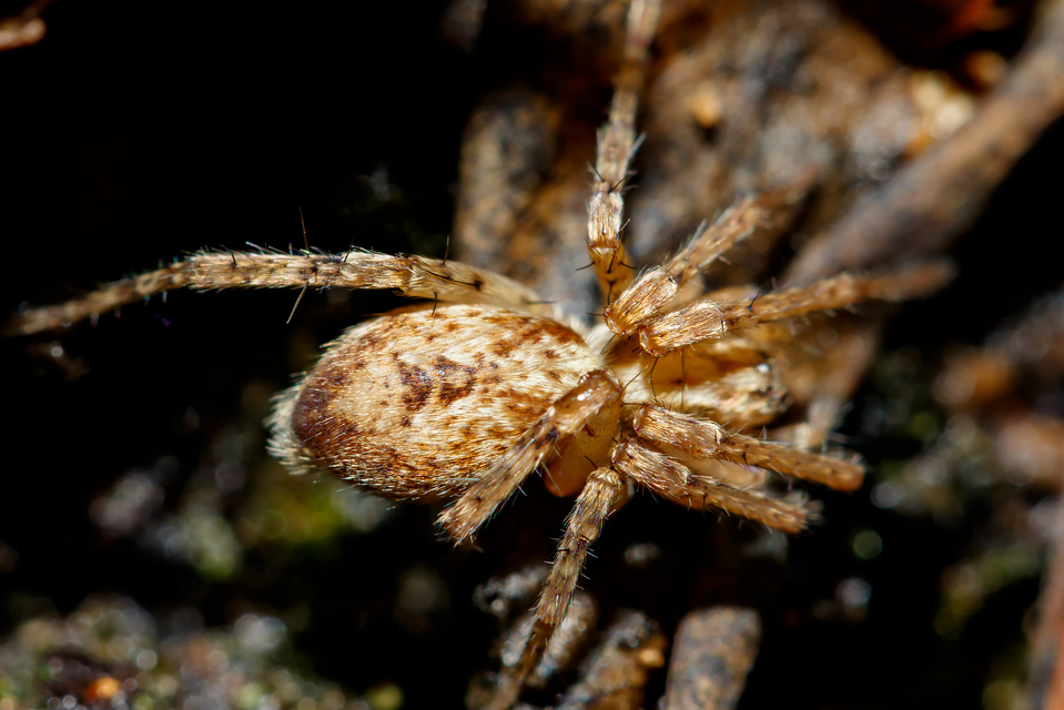 Anyphaena accentuata - jegyespók