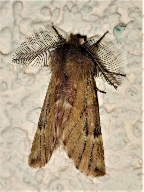 Ptilophora plumigera - tollas púposszövő