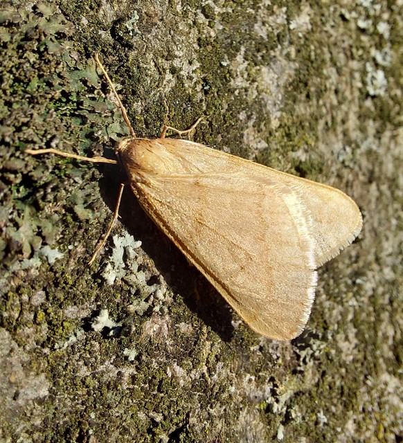 Alsophila aceraria - juhararaszoló