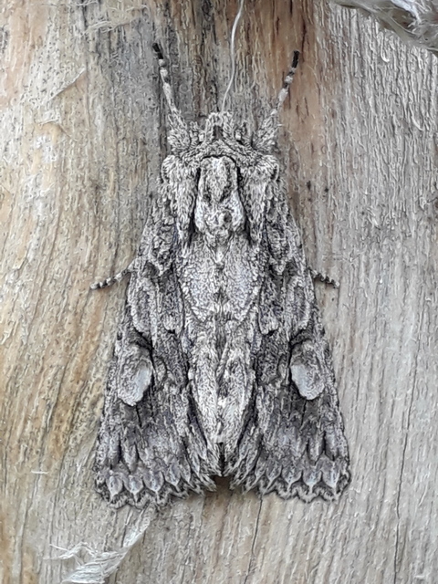 Meganephria bimaculosa - kétfoltos szilbagoly