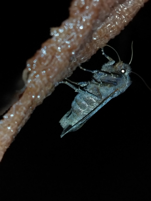 Conistra ligula - hegyesszárnyú őszibagoly
