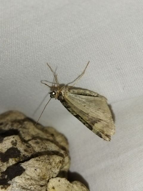 Chloroclysta siterata - salátazöld araszoló
