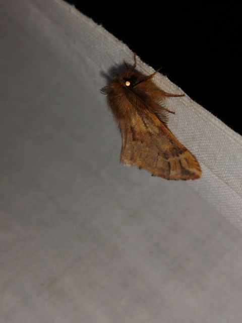 Ptilophora plumigera - tollas púposszövő