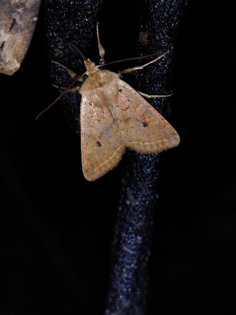 Leptologia macilenta - gyertyán-őszibagoly