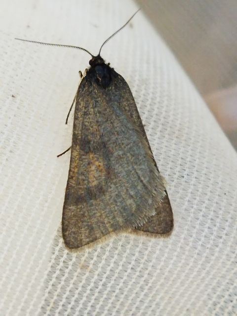 Lignyoptera fumidaria - füstös ősziaraszoló